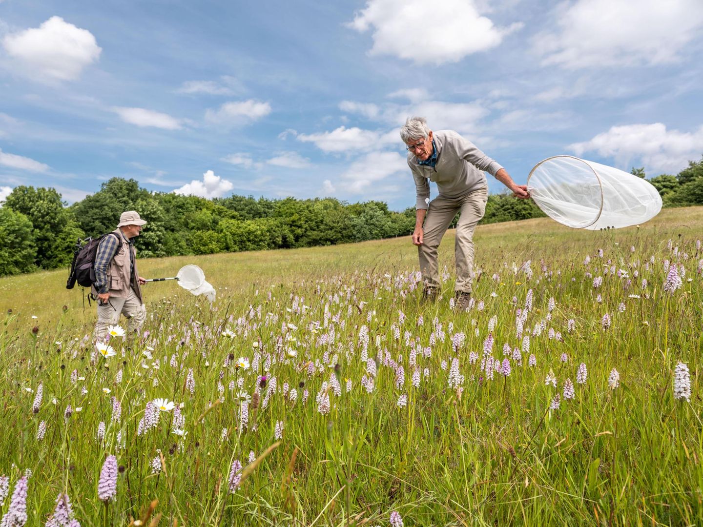 Orchideen brauchen bestimmte Insekten zur Bestäubung, die Herren mühen sich beim Fang.