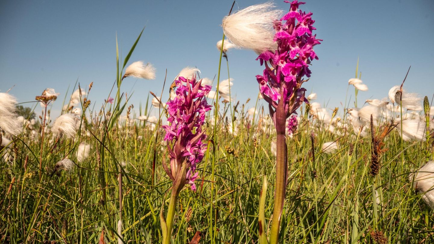 Artenschutz: Orchideen statt Tulpen: Vergängliche Pracht auf Hollands Wiesen
