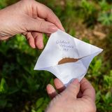 Fein und winzig wie Staub muten viele Orchideensamen an.