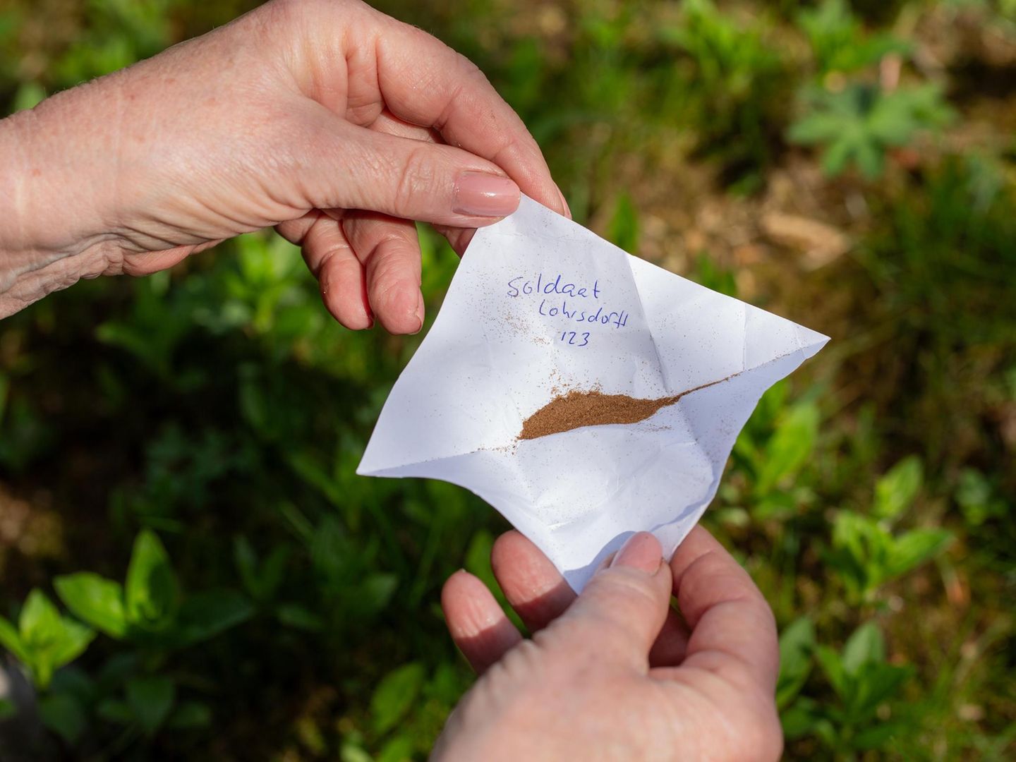 Fein und winzig wie Staub muten viele Orchideensamen an.