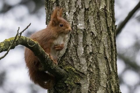 Eichhörnchen