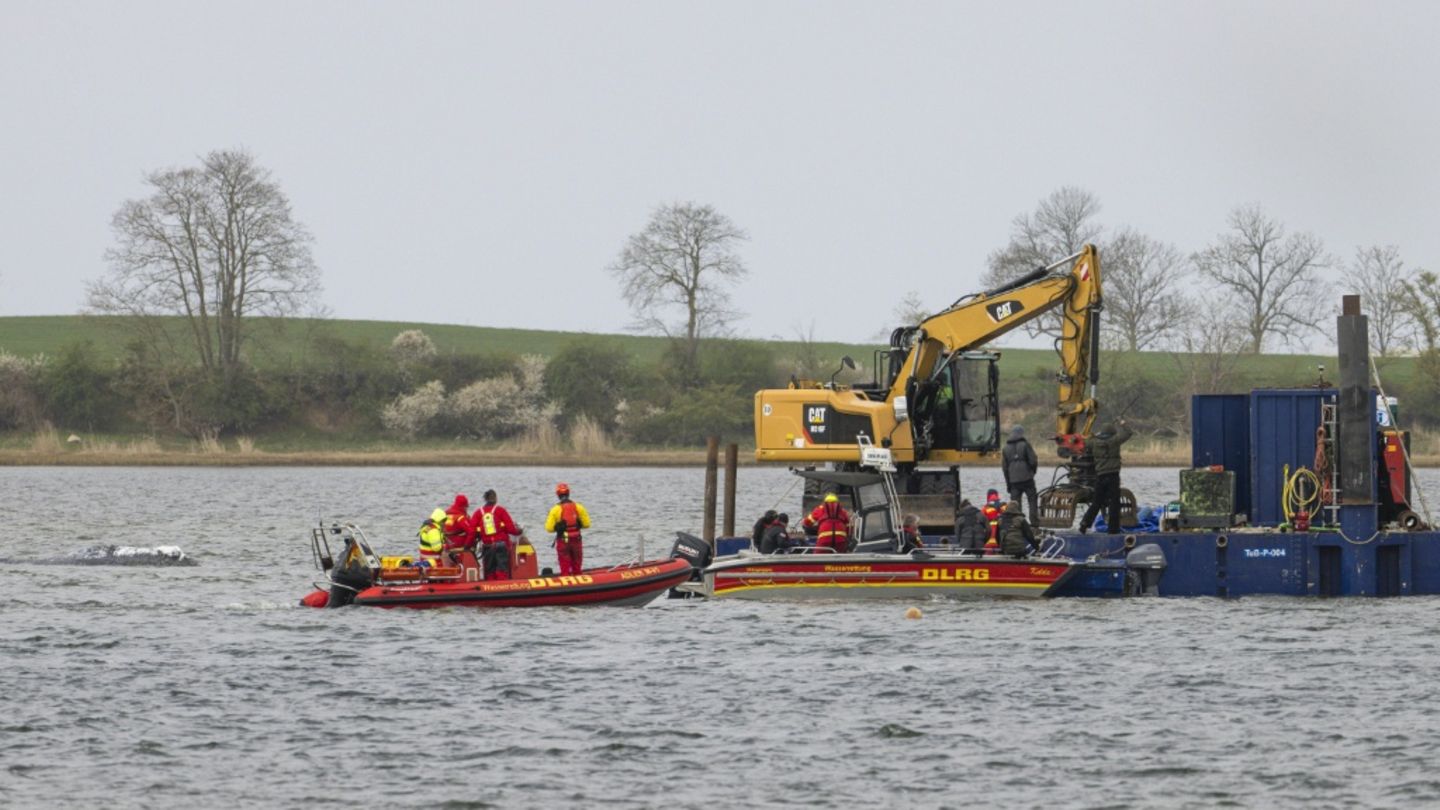 Waldrama vor Insel Poel: Spezialschute für Transport erreicht Ostsee