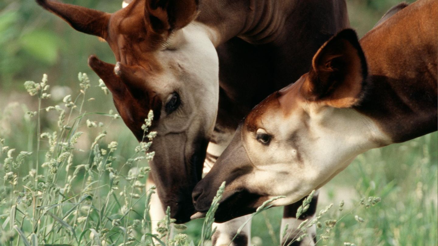 Zwei Okapis stecken die Köpfe zusammen