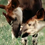 Zwei Okapis stecken die Köpfe zusammen