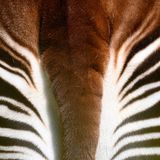 Okapi von hinten, Hinterteil mit Musterung