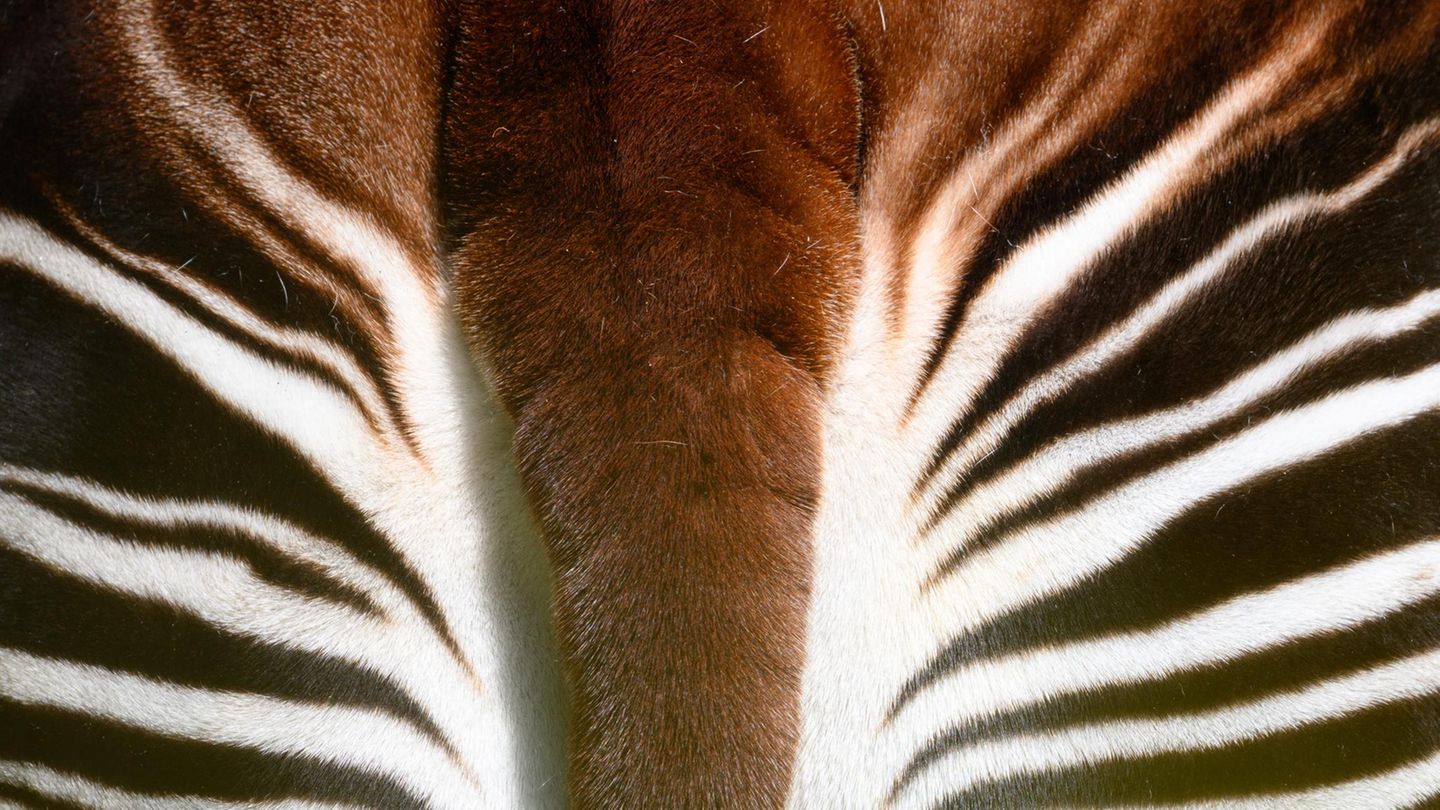 Okapi von hinten, Hinterteil mit Musterung