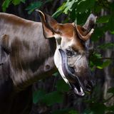 Ein Okapi streckt seine sehr lange Zunge heraus