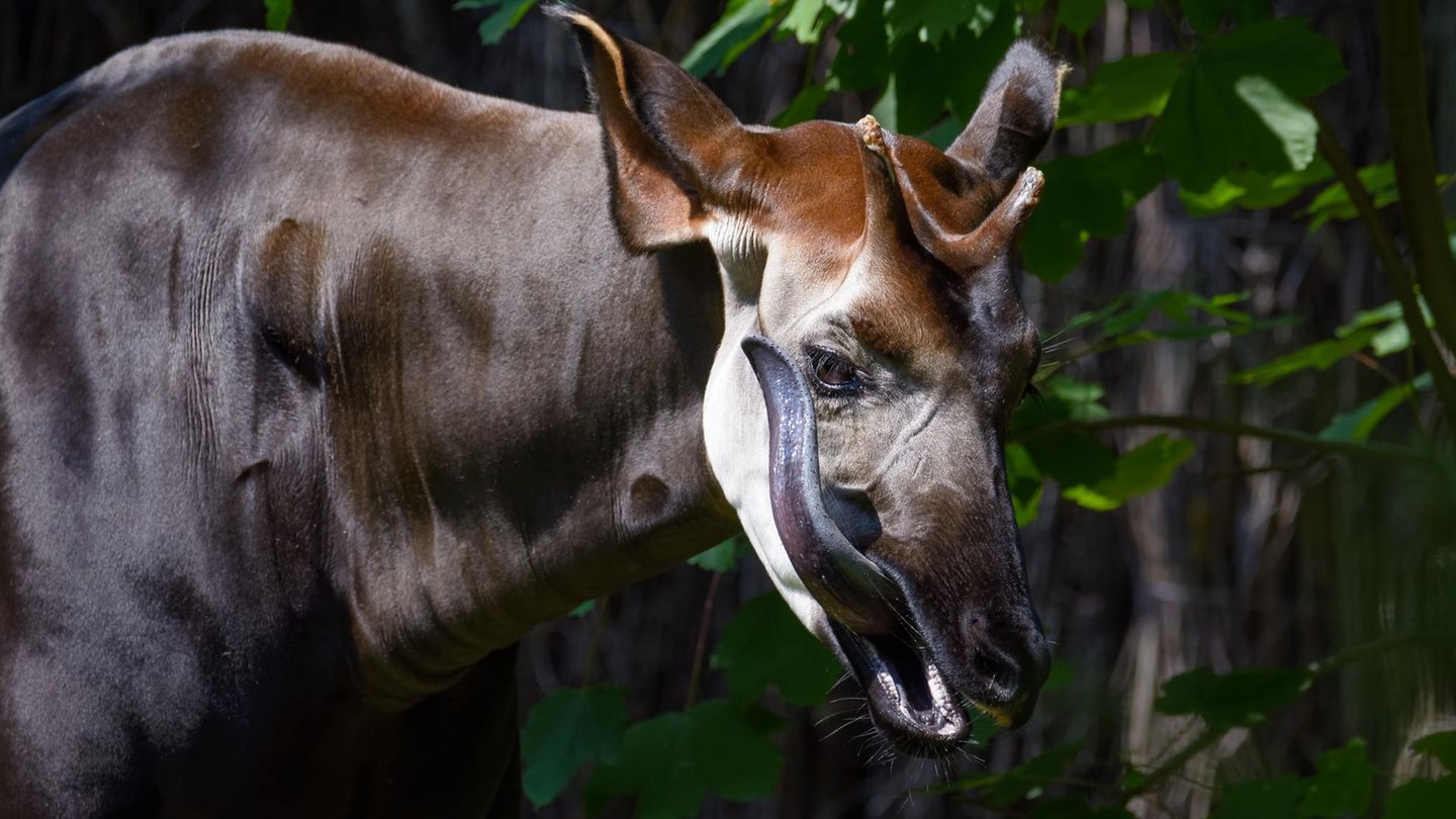 Ein Okapi streckt seine sehr lange Zunge heraus
