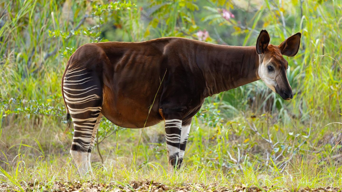 Ein Okapi steht im Gras