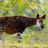 Ein Okapi steht im Gras