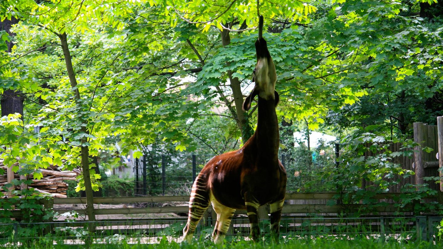 Okapi streckt den Hals lang nach oben und frisst Blätter