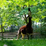 Okapi streckt den Hals lang nach oben und frisst Blätter
