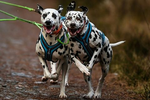 Dalmatiner bei Hunderennen in Großbritannien