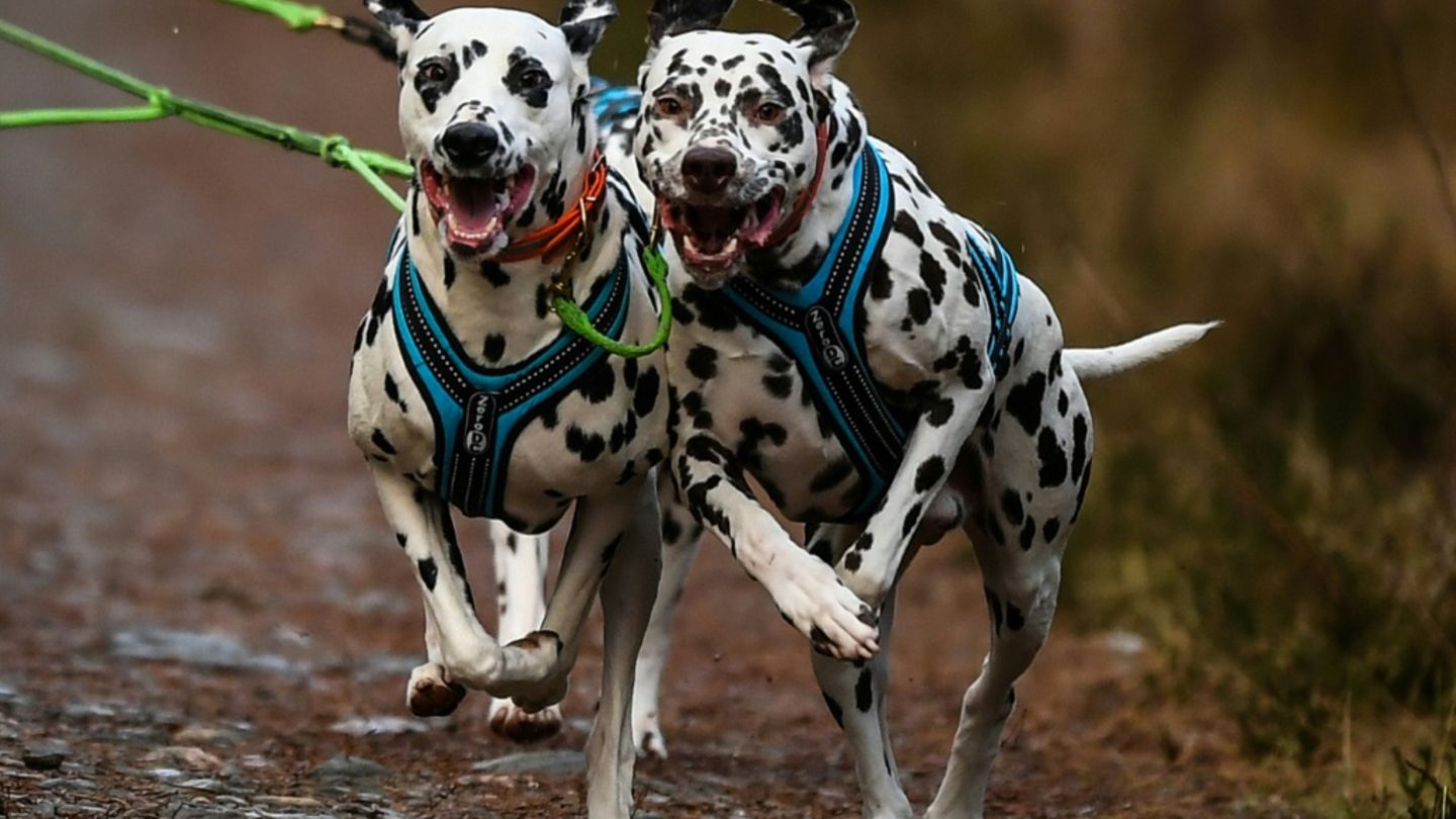Dalmatiner bei Hunderennen in Großbritannien
