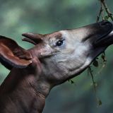 Ein Okapi zupft mit der langen Zunge Blätter vom Baum