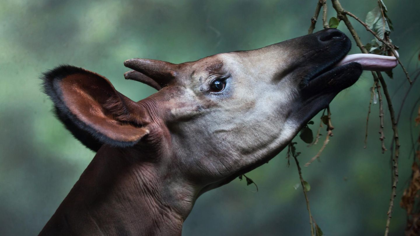 Ein Okapi zupft mit der langen Zunge Blätter vom Baum