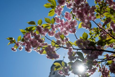 Die Sonne scheint fast überall den ganzen Tag. (Archivbild) Foto: Stefan Puchner/dpa