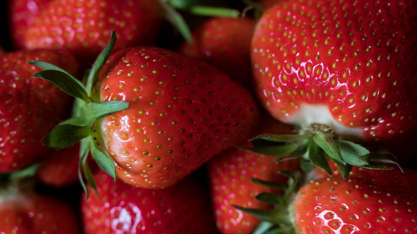 Offizieller Start für die Erdbeer-Saison ist im Mai, aber schon jetzt gibt es die Chance auf erste heimische Früchtchen. (Symbol