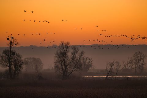 Im Nationalpark Unteres Odertal lassen sich viele Vögel beobachten. (Archivbild) Foto: Patrick Pleul/dpa