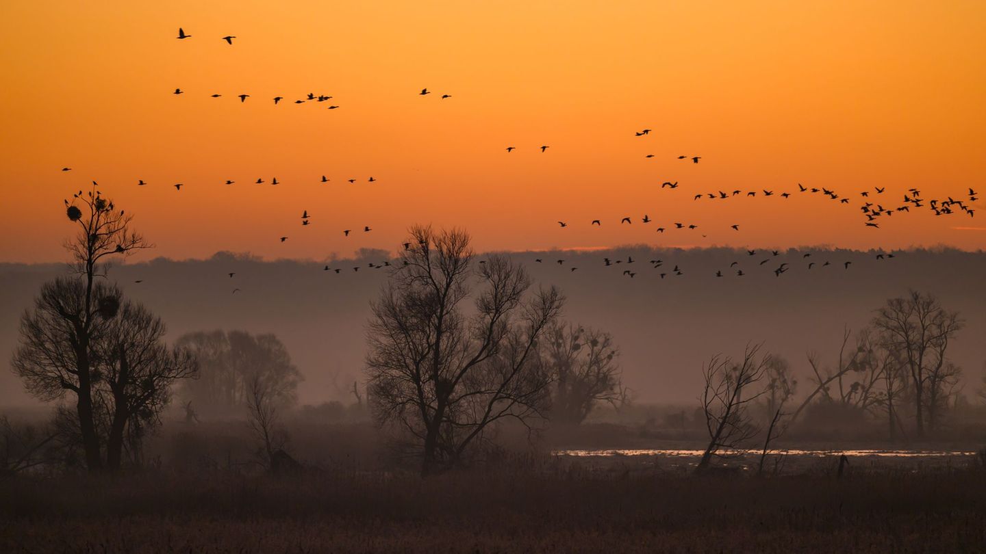 Im Nationalpark Unteres Odertal lassen sich viele Vögel beobachten. (Archivbild) Foto: Patrick Pleul/dpa