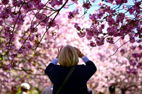 Kirschblüte