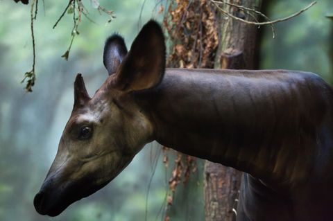 Okapi: Aufnahme des Kopfes