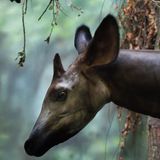 Okapi: Aufnahme des Kopfes