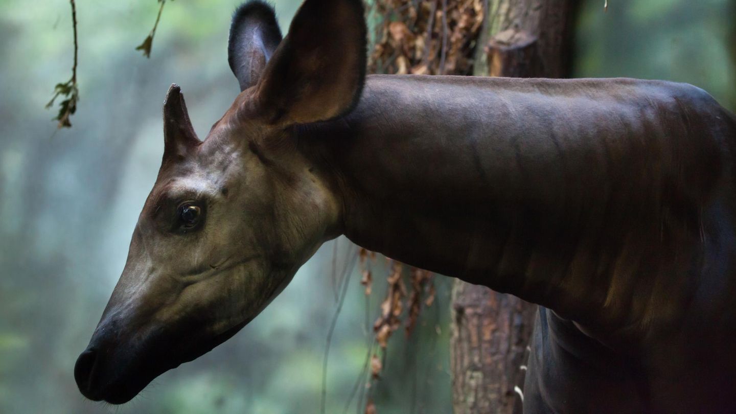 Okapi: Aufnahme des Kopfes