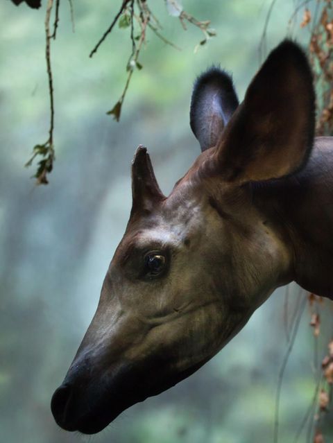 Okapi: Aufnahme des Kopfes