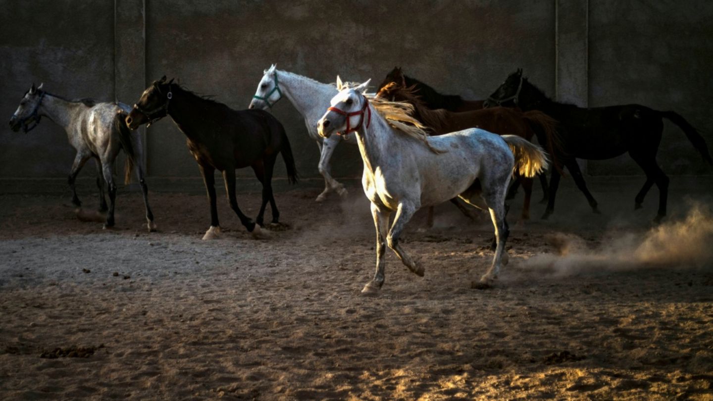 Herde arabischer Vollblüter - Marbach züchtet die Rasse