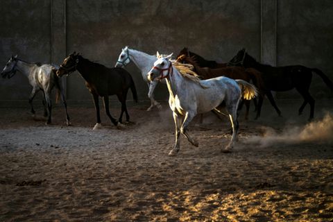 Herde arabischer Vollblüter - Marbach züchtet die Rasse