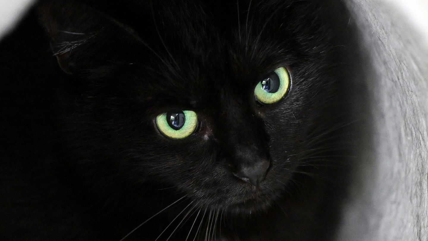 Kriminalität: Katze von Tierfalle verletzt – Polizei ermittelt