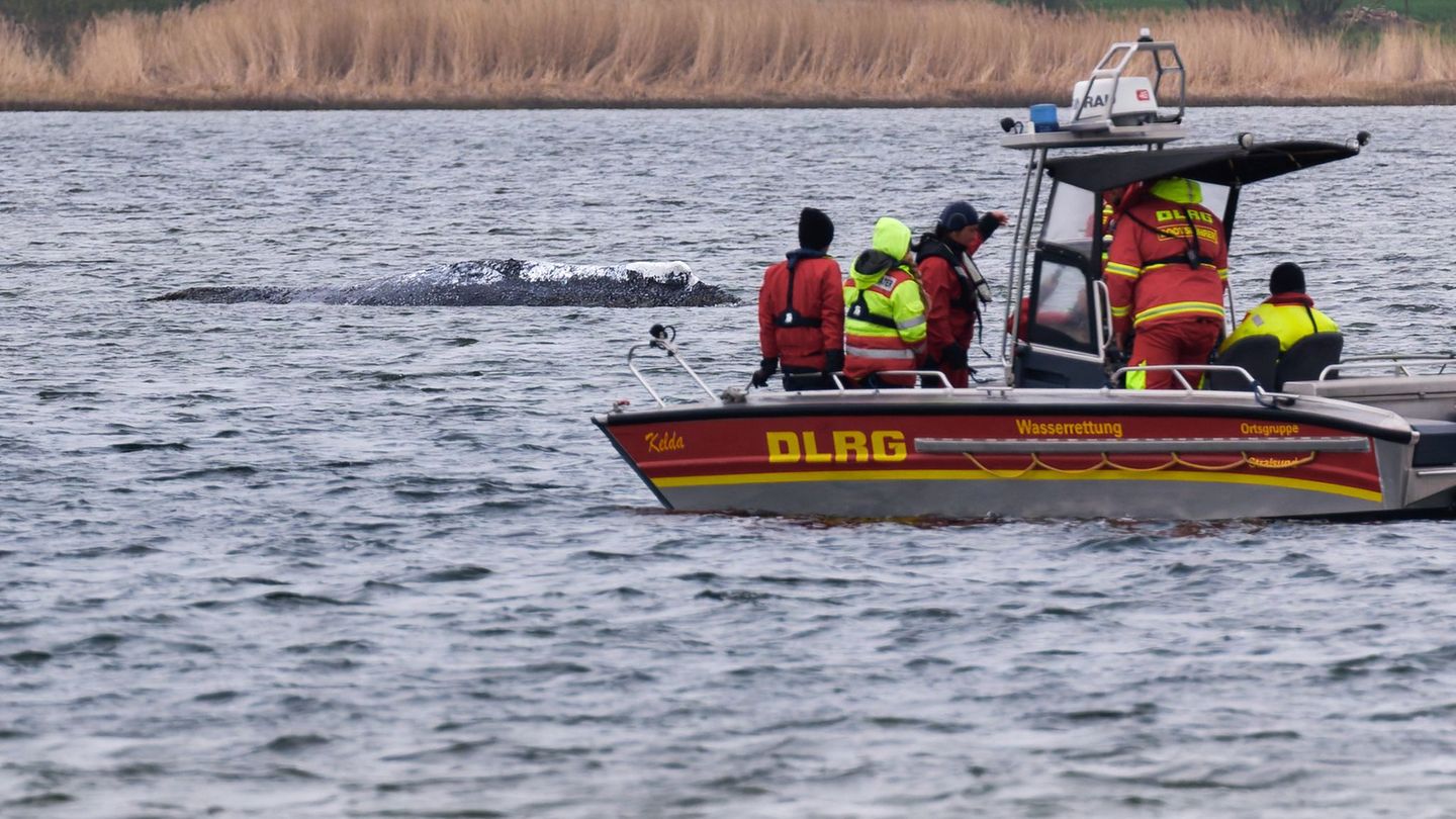 Bis Mittwoch wollen die Hilfskräfte noch auf Poel bleiben. (Archivbild) Foto: Marcus Golejewski/dpa