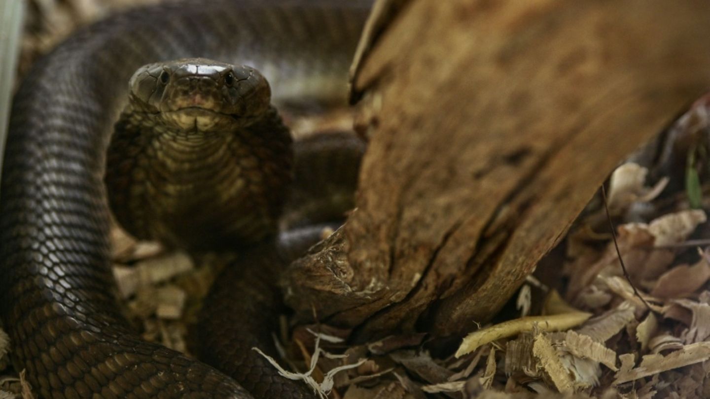 Kobra auf Schlangenfarm