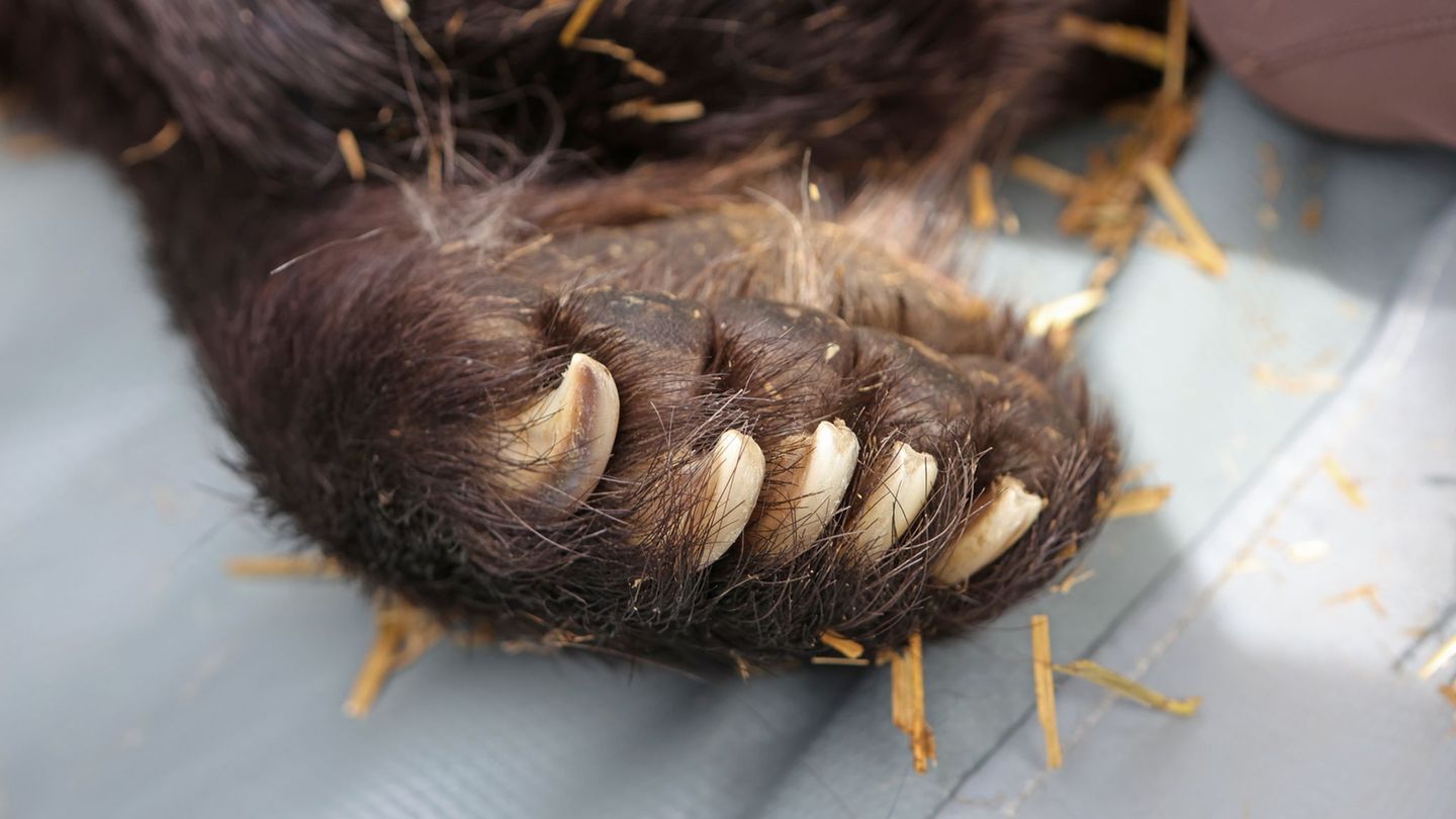 Ein Blick auf eine Tatze der Bärendame Teddy. Foto: Matthias Bein/dpa