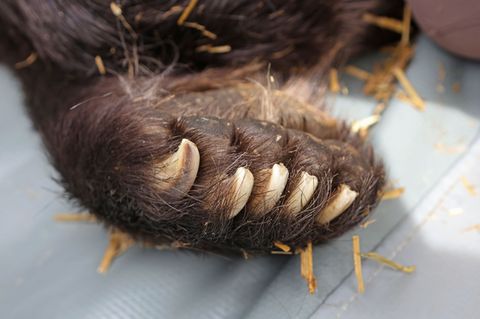 Ein Blick auf eine Tatze der Bärendame Teddy. Foto: Matthias Bein/dpa