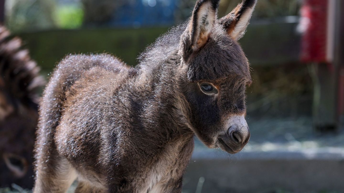 Das noch namenlose, zehn Tage alte Eselfohlen steht im Gehege der Amerikanischen Miniaturesel im Zoo der Minis. Foto: Jan Woitas