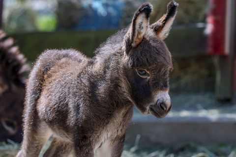 Das noch namenlose, zehn Tage alte Eselfohlen steht im Gehege der Amerikanischen Miniaturesel im Zoo der Minis. Foto: Jan Woitas