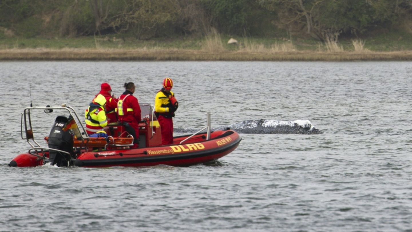Einsatzkräfte der DLRG am Wal