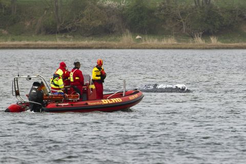 Einsatzkräfte der DLRG am Wal