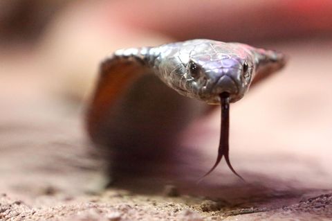 Ägypten: Vermutlich war es eine giftige arabische Kobra, die den deutschen Touristen biss