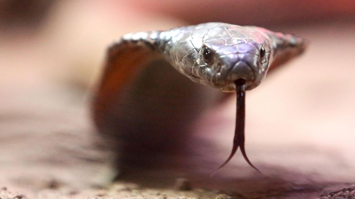 Ägypten: Deutscher Tourist stirbt durch Schlangenbiss bei Show