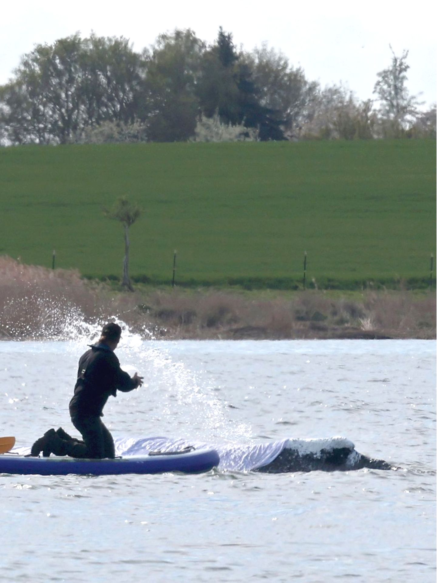 Helfer spritzen Wasser auf den gestrandeten Wal vor der Insel Poel