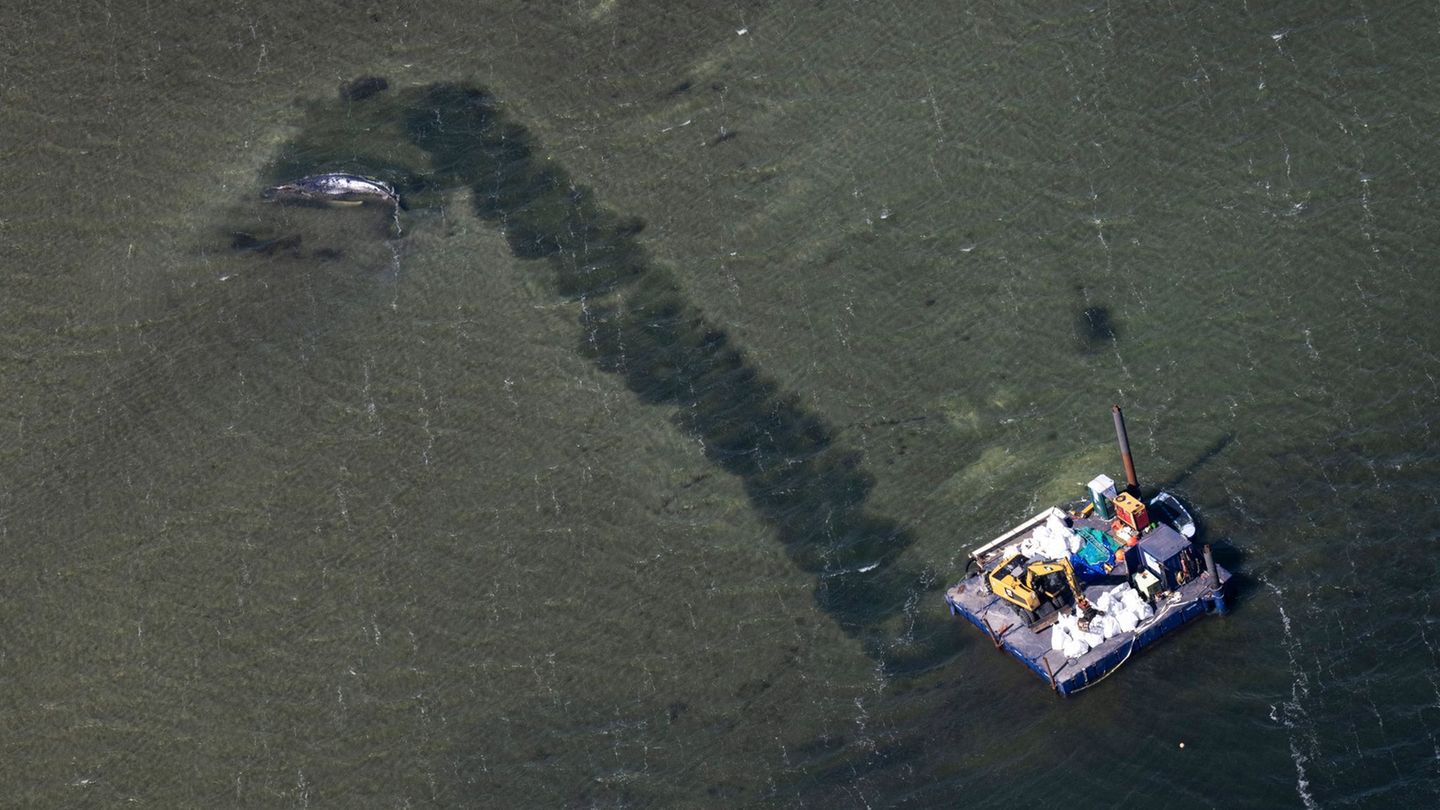 Der Abtransport des Wals soll durch eine Rinne erfolgen. Foto: Philip Dulian/dpa