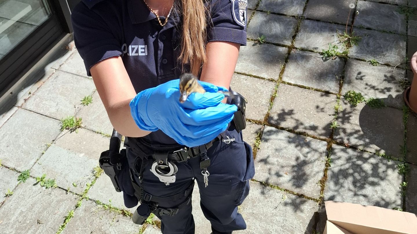 Tiere in Berlin: Entenküken und Kätzchen von Polizei betreut