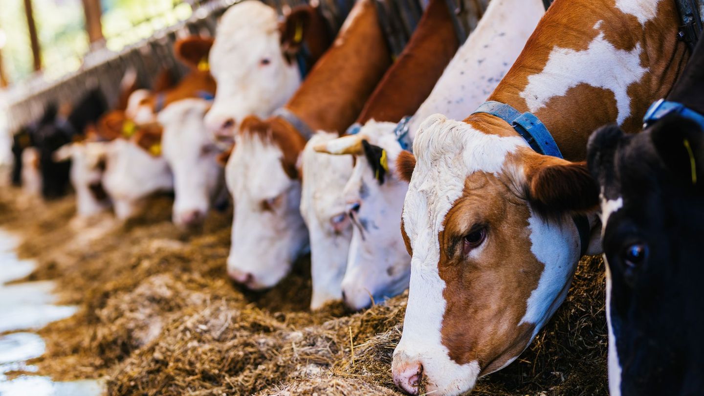 In Baden-Württemberg: Verband: Situation der Milchviehbetriebe immer dramatischer