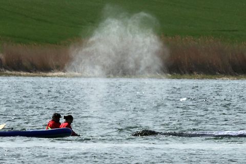 Der Wal soll am Dienstag mit einem Lastkahn geborgen werden. Foto: Bernd Wüstneck/dpa