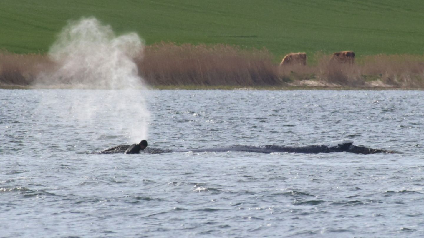 Backhaus will Abtransport von Buckelwal in offenes Meer begleiten