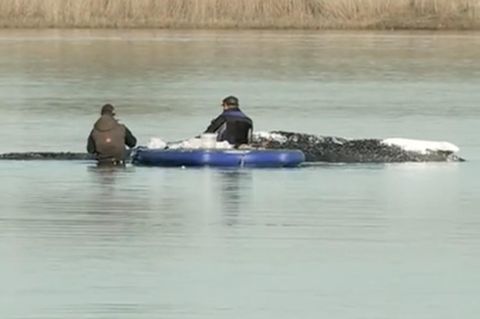 Lastschiff erreicht gestrandeten Wal – Rettung des Tiers beginnt