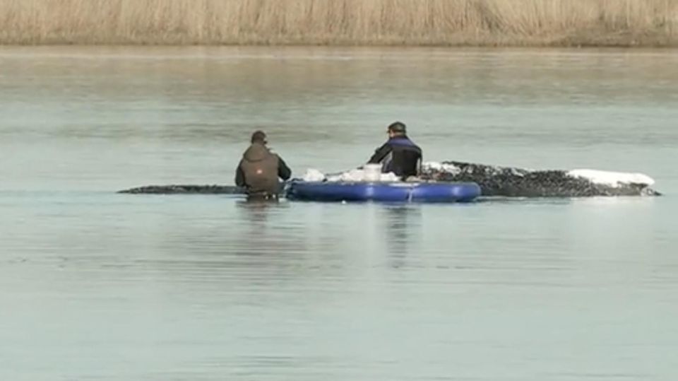 Lastschiff erreicht gestrandeten Wal – Rettung des Tiers beginnt
